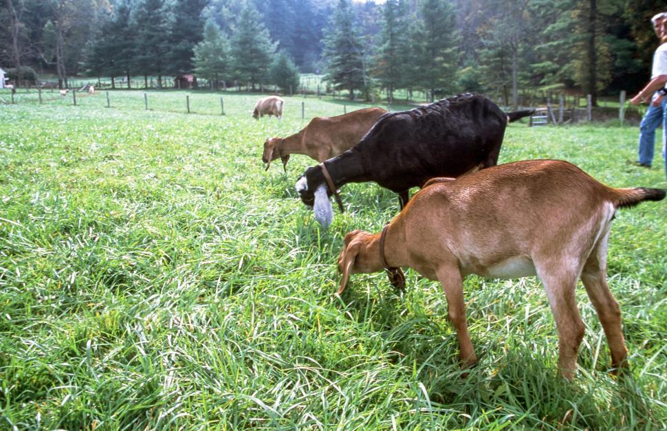 Free Image of Grazing Goats 