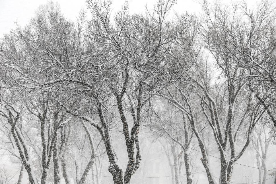 Free Image of Trees covered in snow 