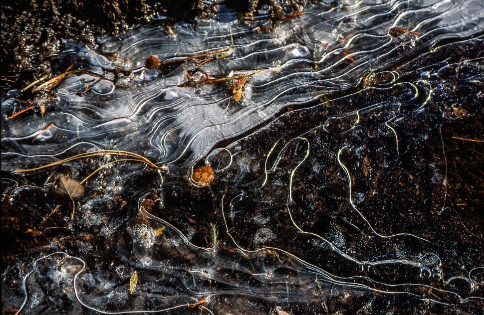 Free Image of Leaves in melting ice 