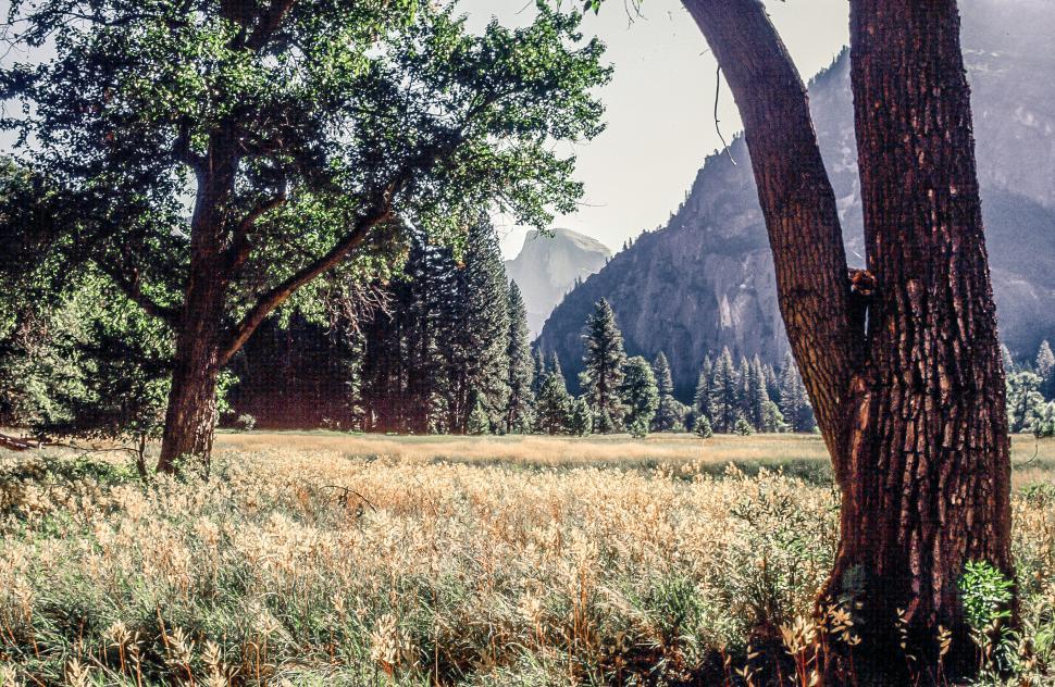 Free Image of Meadow, Yosemite National Park, California 