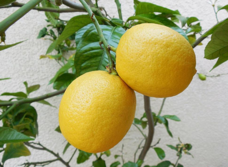 Free Image of Lemon Tree 