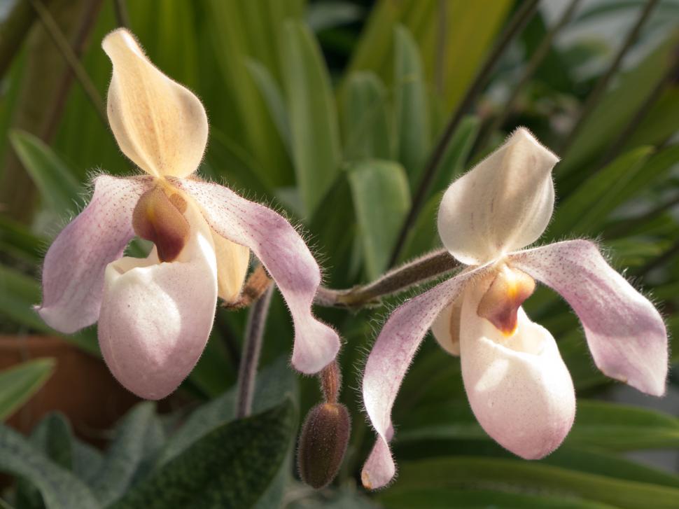 Free Image of Pink Lady Slipper Orchid Flowers 