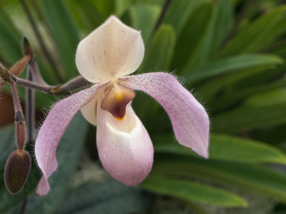 Free Image of Pink Lady Slipper Orchid Flower 
