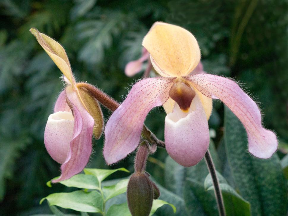 Free Image of Two Pink Lady Slipper Orchid Flowers 