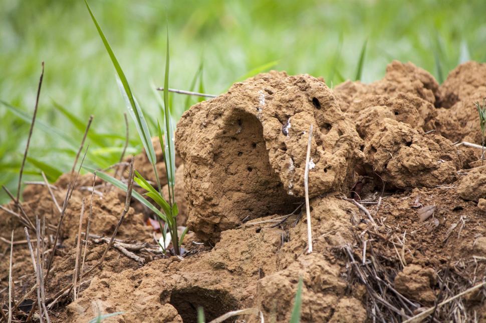 Free Image of Close Up of a Pile of Dirt and Grass 