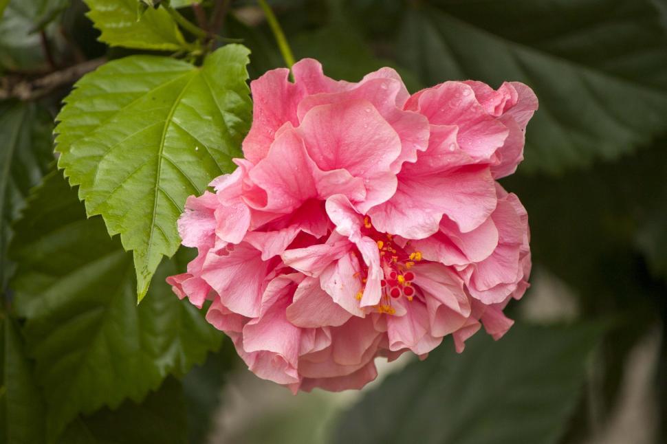 Free Image of Pink Flower Surrounded by Green Leaves 