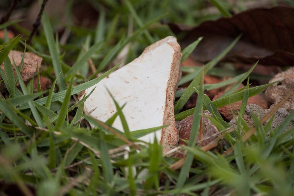 Free Image of Bread in Grass 