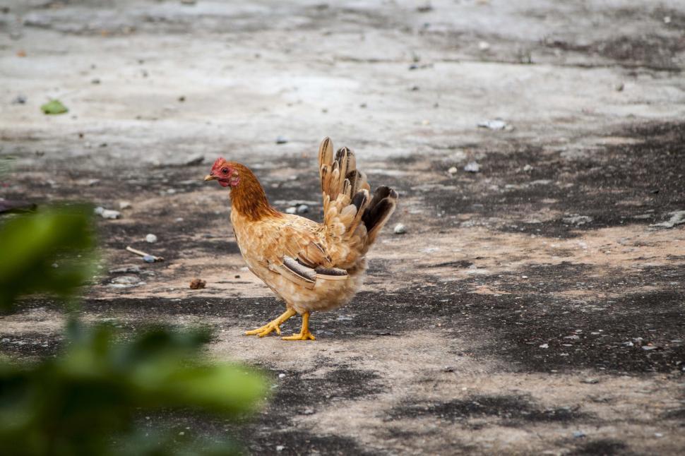 Free Image of Chicken walking on concrete ground 