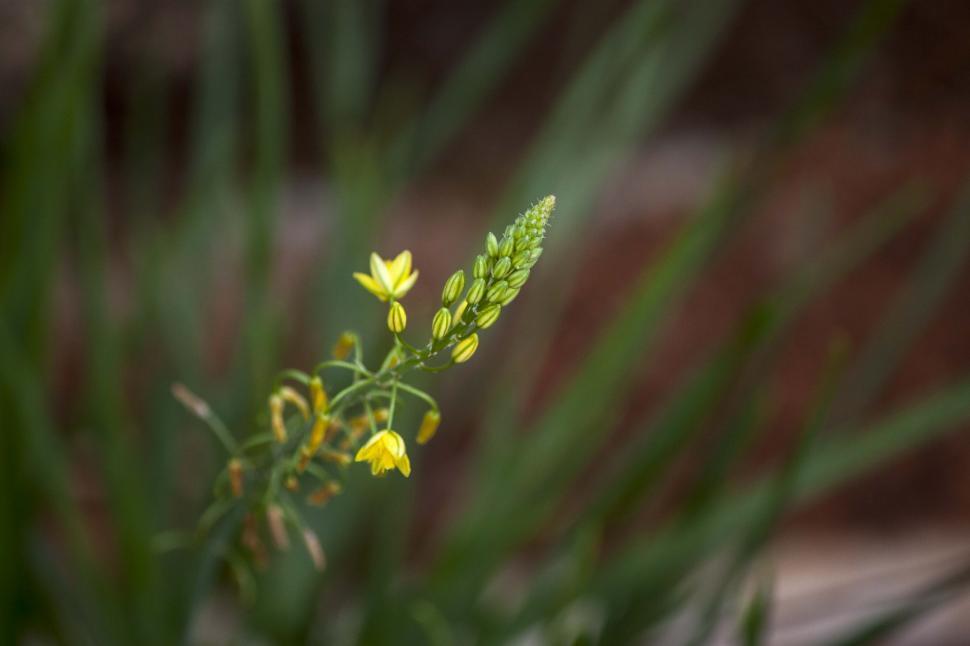 Free Image of Yellow flowers with green background 