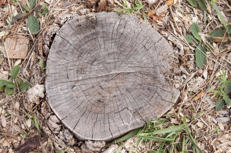 Free Image of Cut down tree trunk  