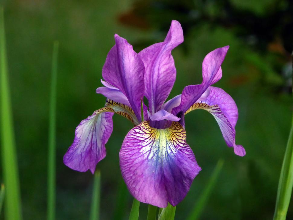 Free Image of Purple Iris Flower 