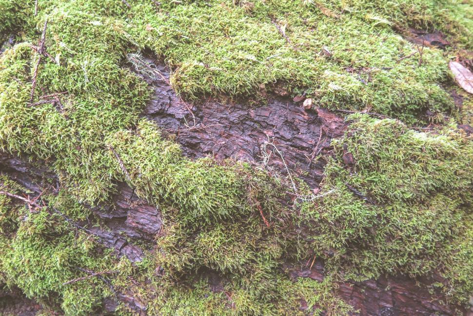 Free Image of Moss on a redwood tree 