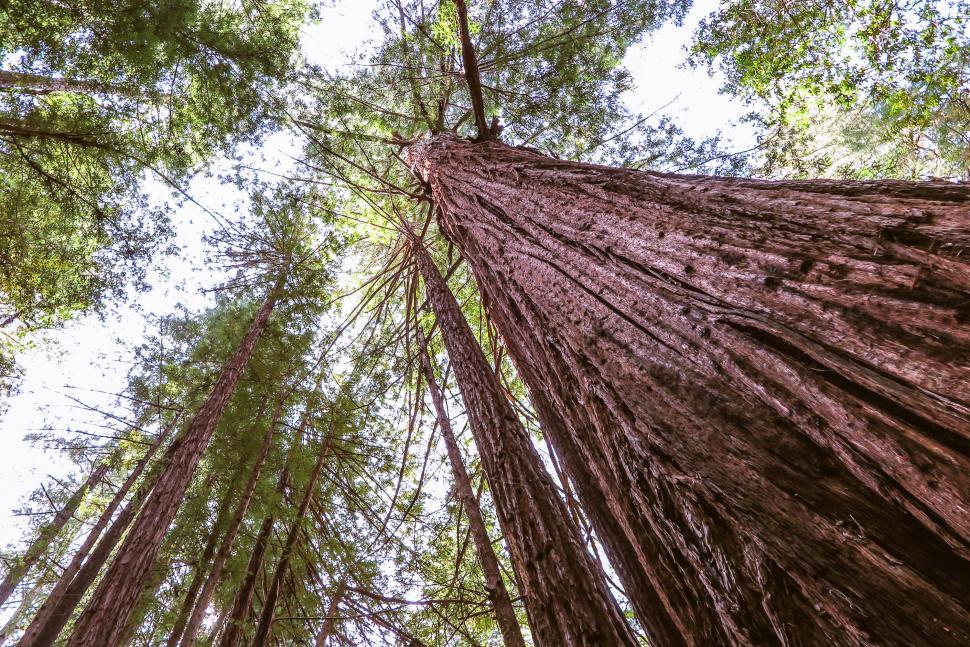 Free Image of Tall redwoods 