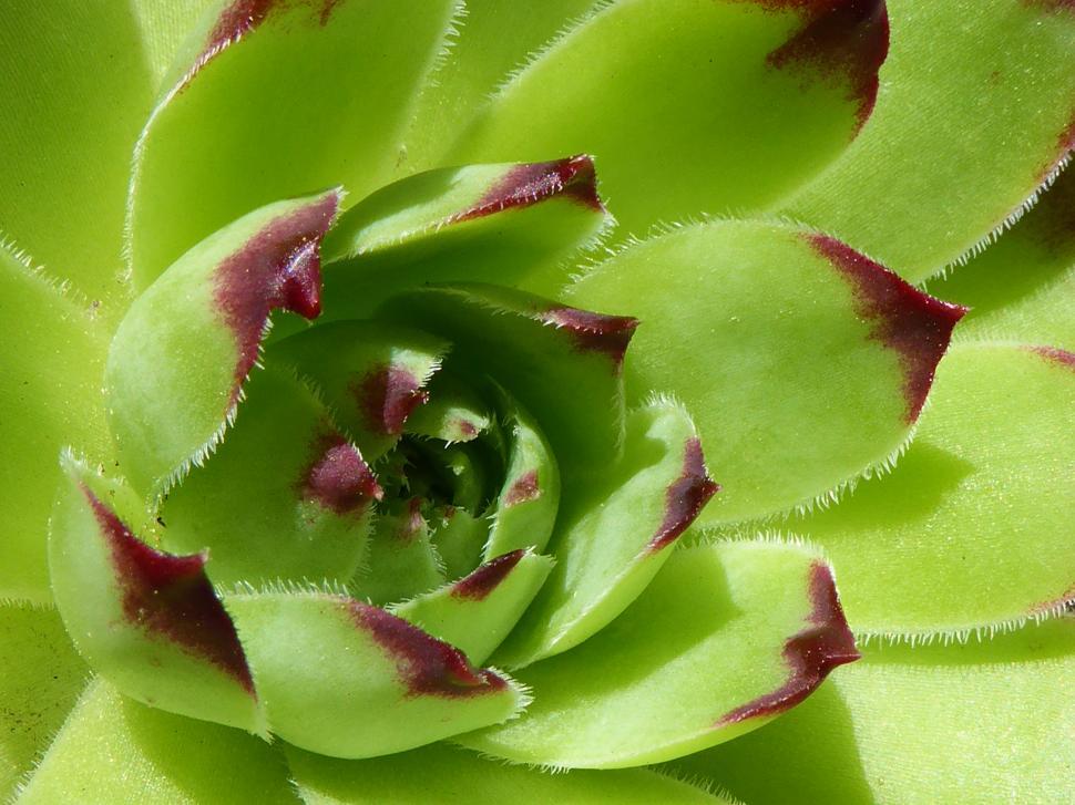 Free Image of Hens and Chicks Succulent Plant 