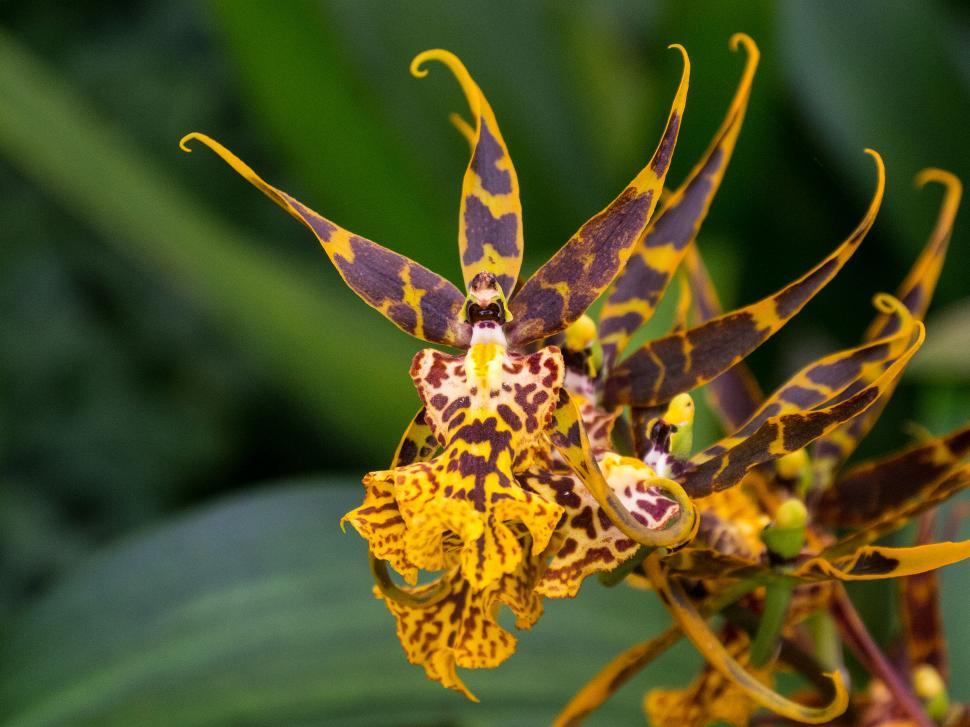Free Image of Orange and Brown Spider Orchid Flowers  