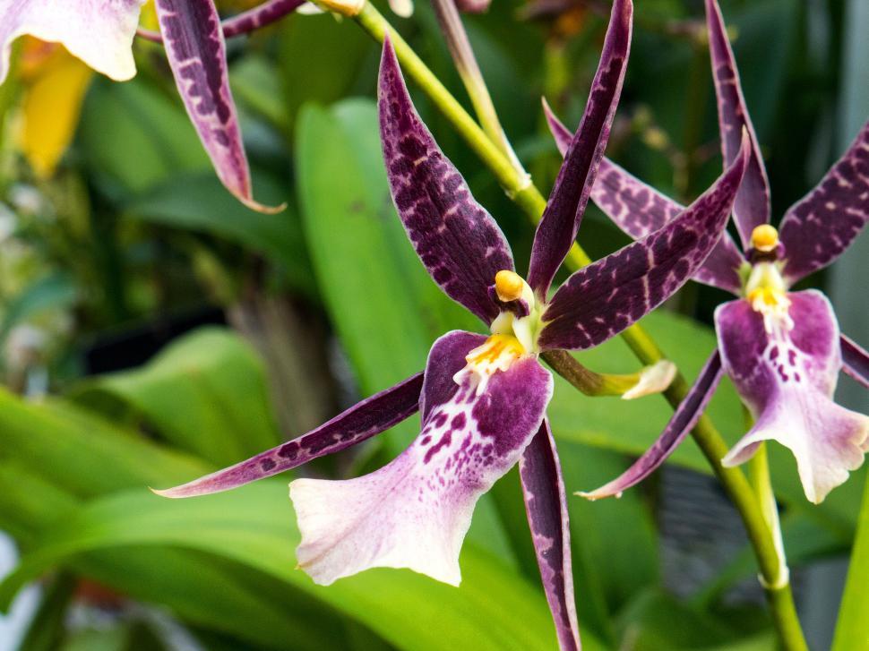 Free Image of Purple Spider Orchid Flowers 
