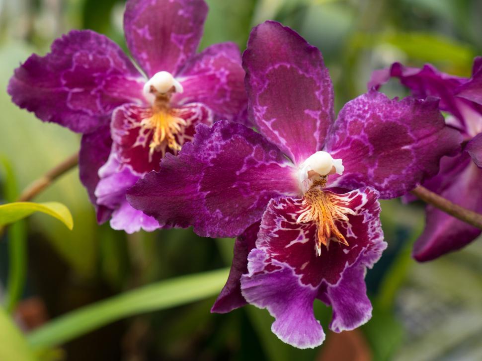 Free Image of Purple Brassia Orchid Flowers 