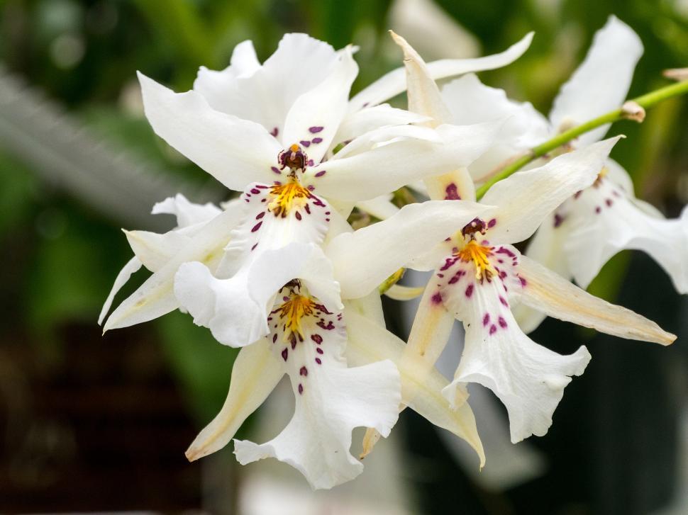 Free Image of White Spider Orchid Flowers 