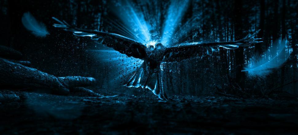 Free Image of Bird Flying Through the Dark 