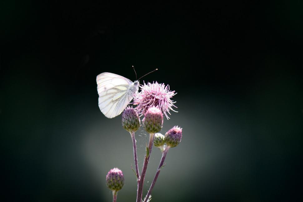 Free Image of White Butterfly Perched on Flower 