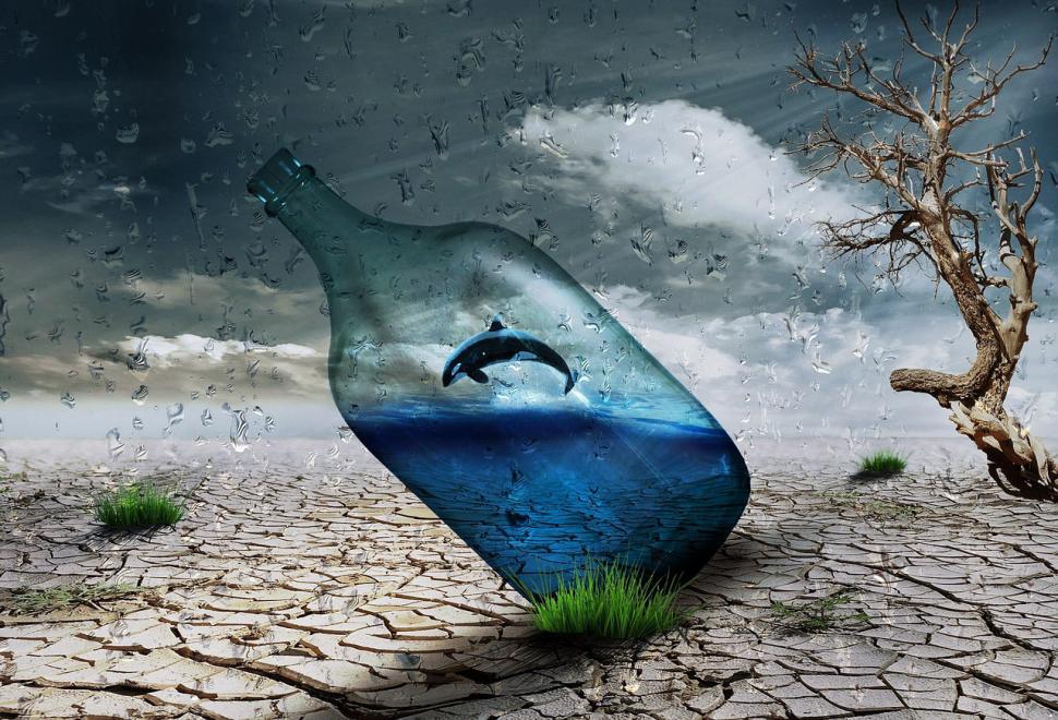 Free Image of Dolphin Encased in Bottle 
