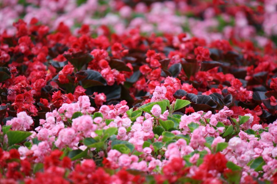 Free Image of Red and Pink Flowers in a Field 