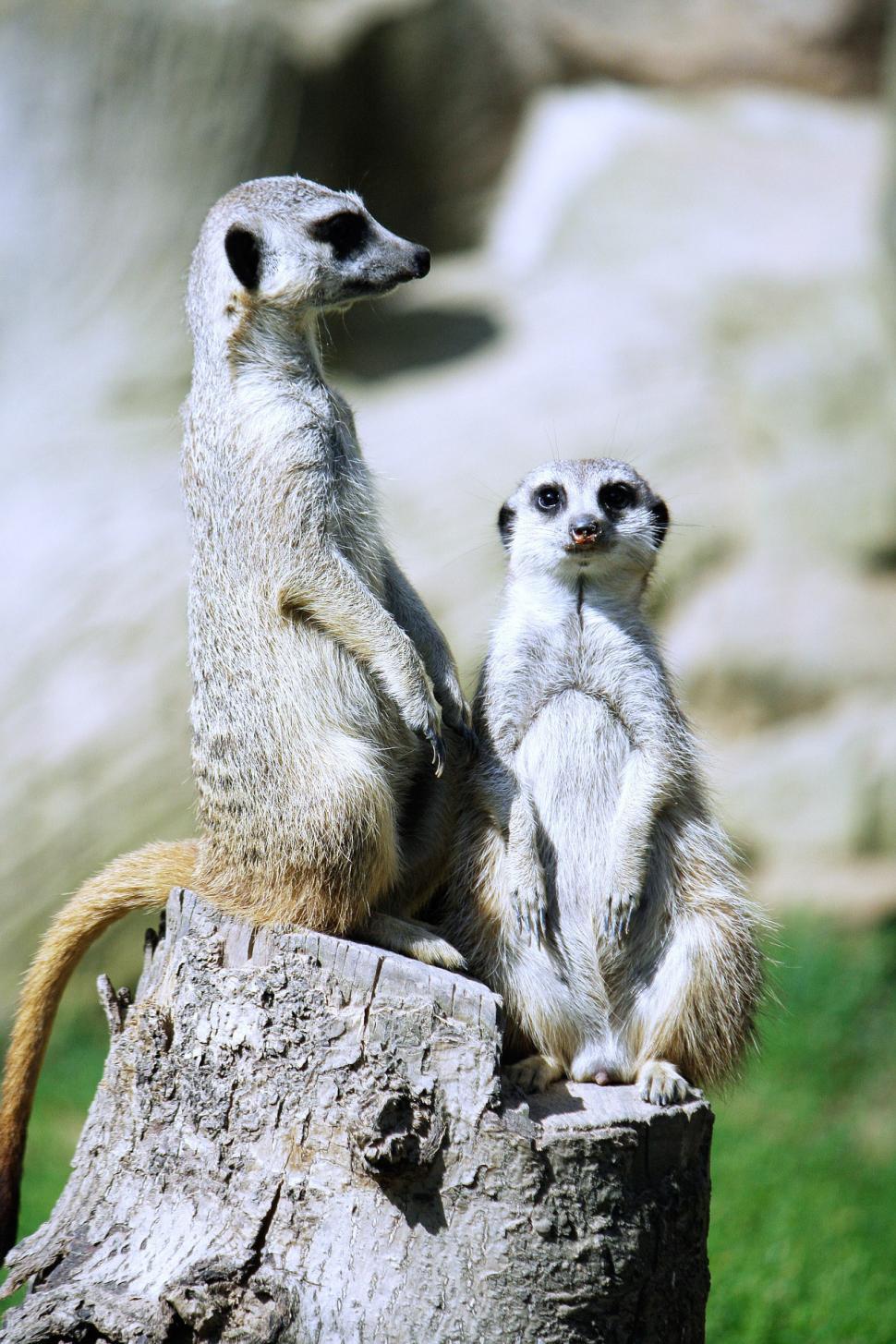 Free Image of Two Meerkats Standing on Top of a Tree Stump 