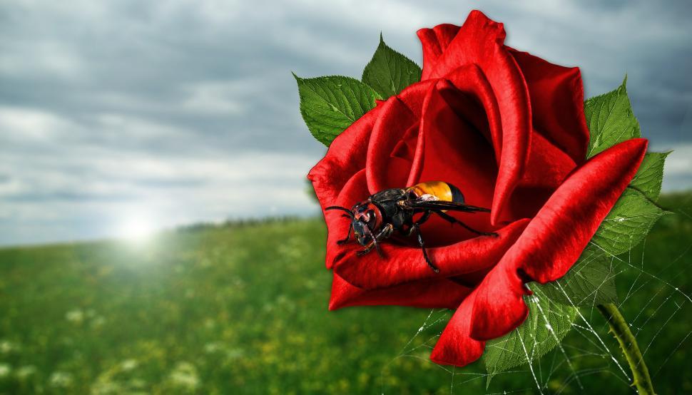 Free Image of Bug Sitting on Red Rose in Field 