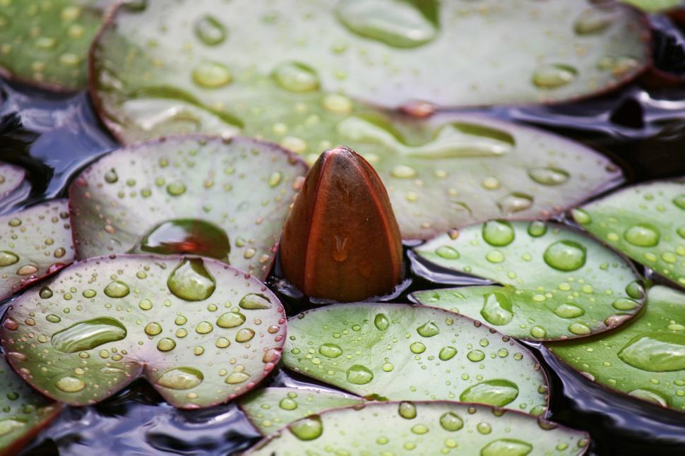 Free Image of Water Lilies Adorned With Water Droplets 