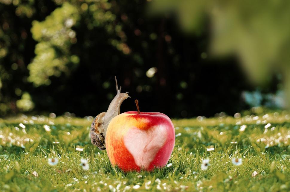 Free Image of Red Apple on Lush Green Field 