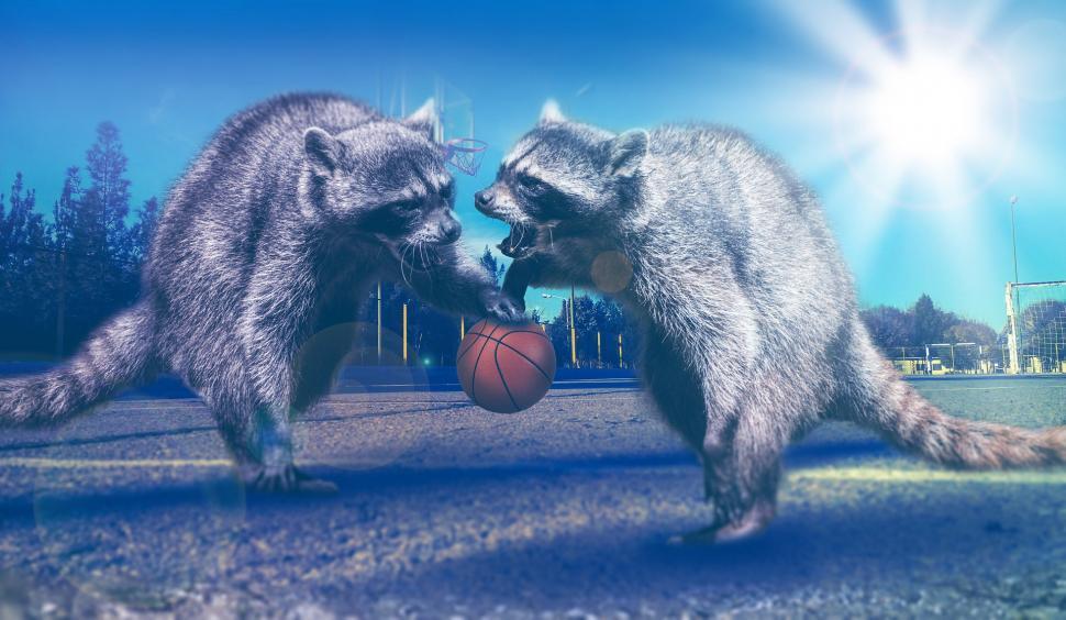 Free Image of Two Raccoons Playing With a Basketball in a Park 