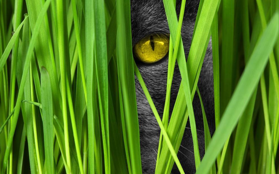 Free Image of Black Cat With Yellow Eyes Hiding in Tall Grass 