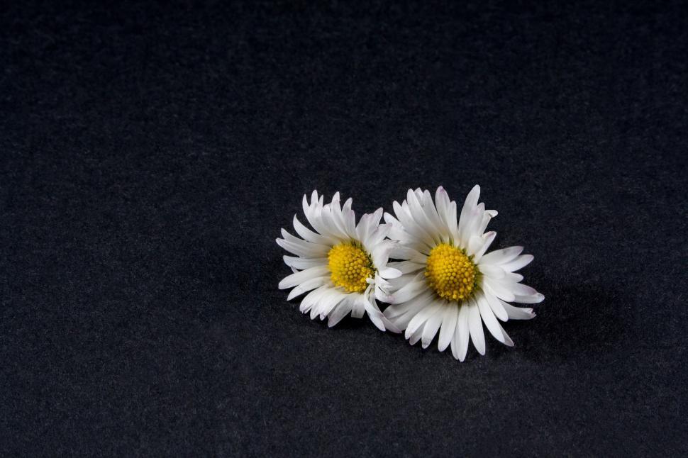 Free Image of Three Daisies on a Black Background 