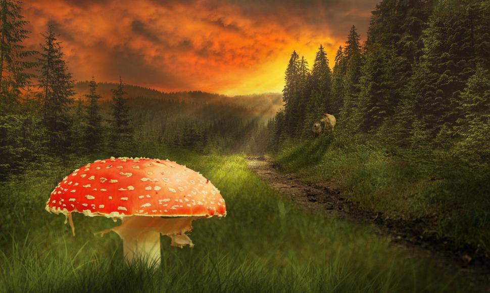 Free Image of Mushroom in the Grass 