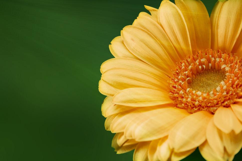 Free Image of Yellow Flower Blooming Against Green Background 