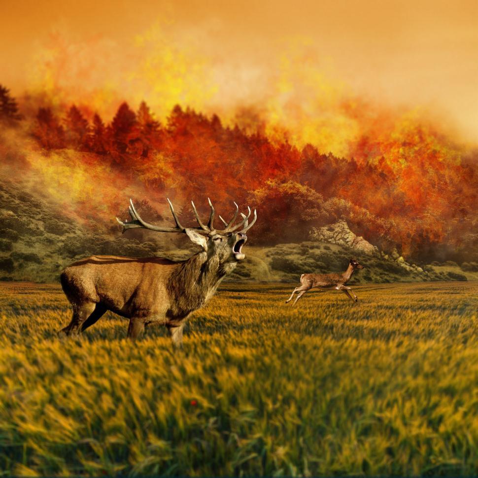 Free Image of Deer in Field With Fire in Background 