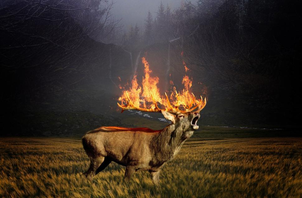 Free Image of Deer Standing in Middle of Field on Fire 