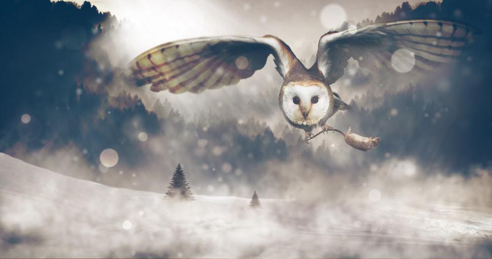 Free Image of Owl Flying Over Snowy Landscape 