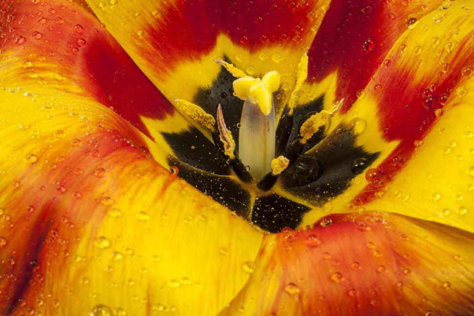 Free Image of Vibrant Yellow and Red Flower With Water Droplets 