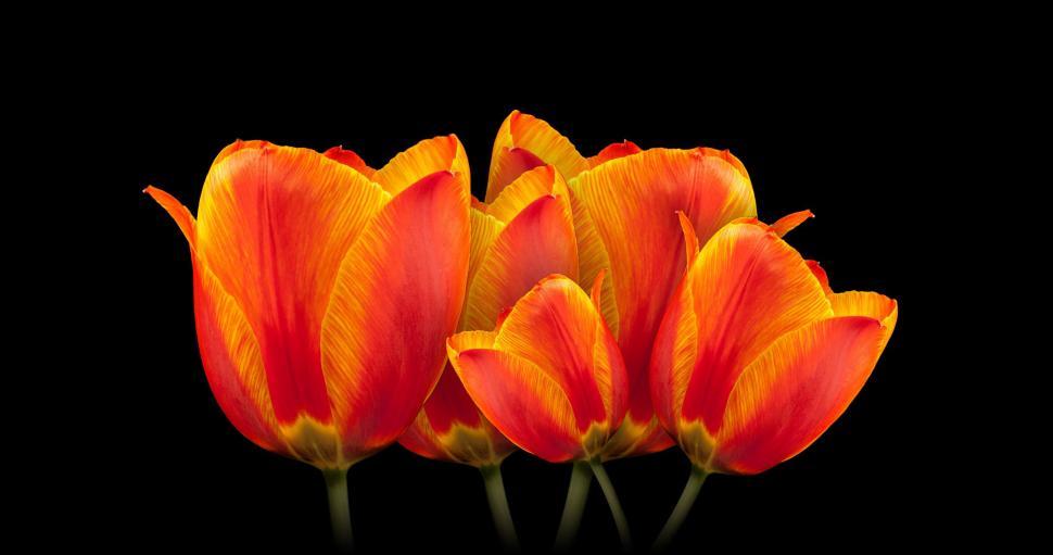 Free Image of Group of Orange Tulips on Black Background 