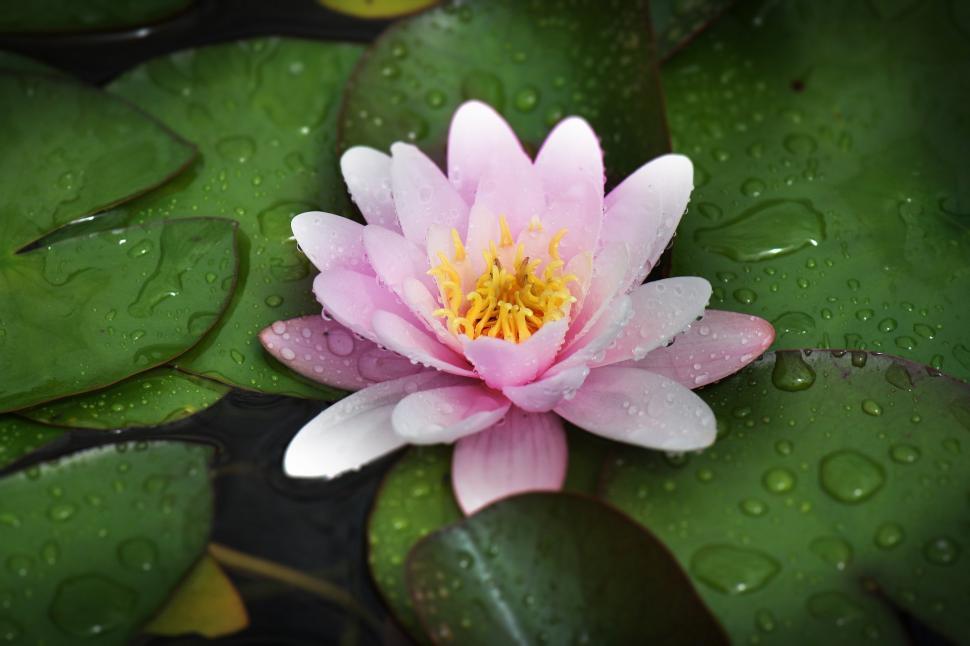 Free Image of Pink Water Lily With Water Drops 