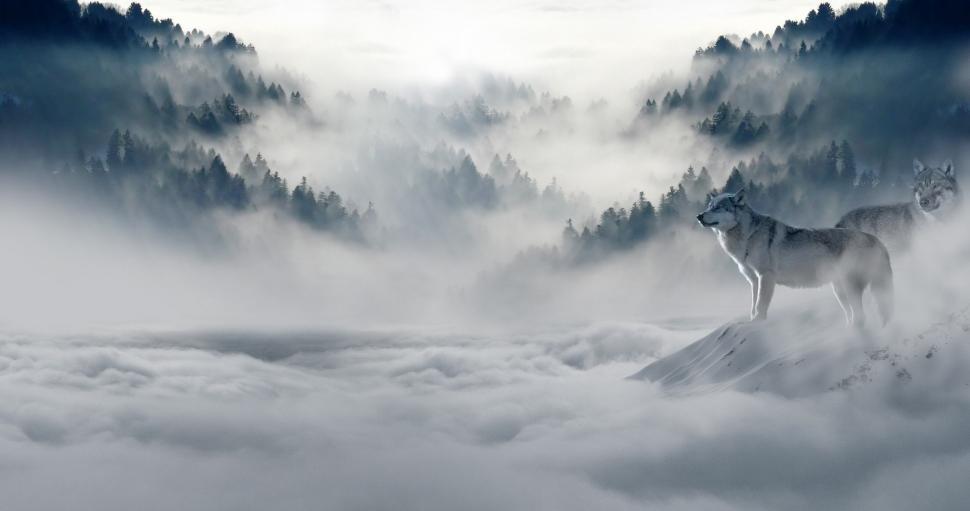 Free Image of Wolf Standing on Snowy Mountain Top 