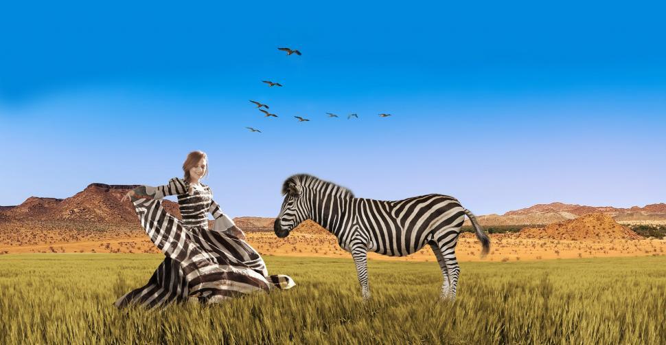 Download Free Stock Photo of composite manipulation photo manipulation equine zebra ungulate africa wildlife safari stripes mammal wild animal horse african black 