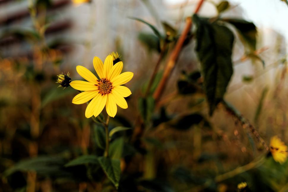 Free Image of Yellow flower  