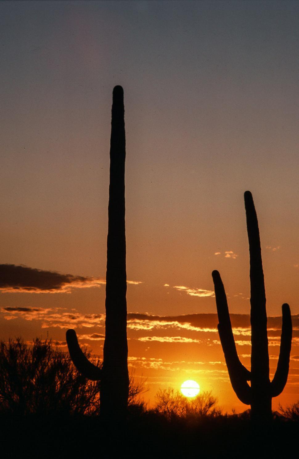 Free Image of Sunset and Saguaro Cactus 