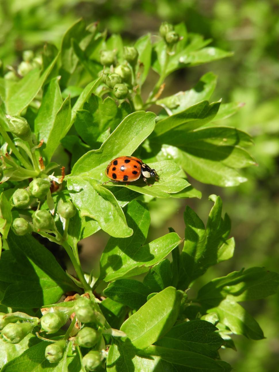 Free Image of Ladybug  