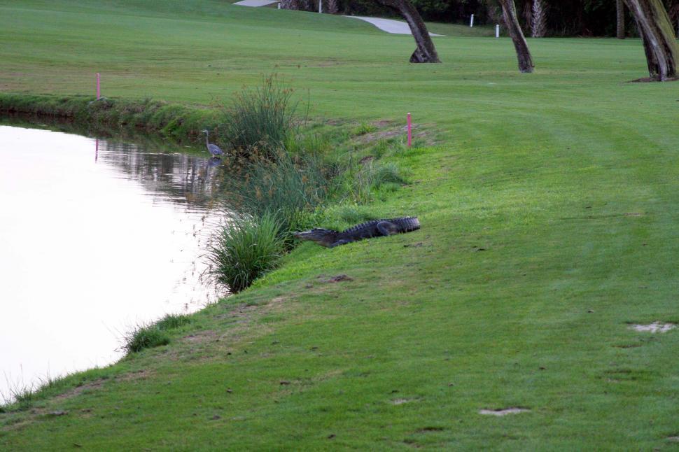 Free Image of animal alligator golf golf course pond lake fairway hazard 