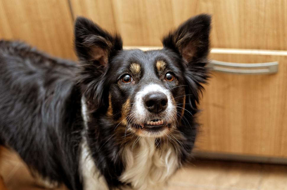Free Image of Border collie 