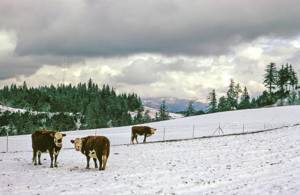 Free Image of Cows in the ranch 