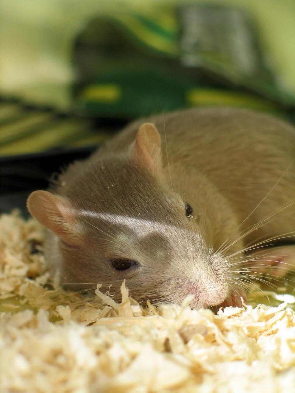 Free Image of Mouse Sitting on Top of a Pile of Wood Shavings 